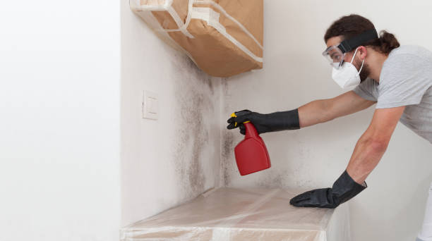 Basement Mold Remediation treatment on basement walls in Holmdel